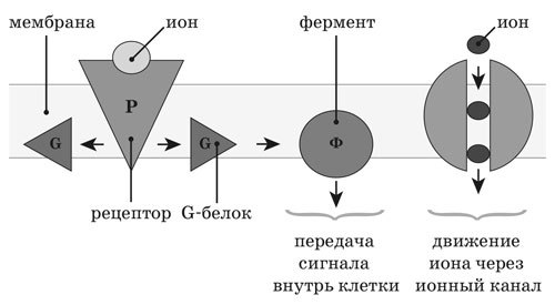 Ииссиидиология. Основы. Том 5 - _3.jpg