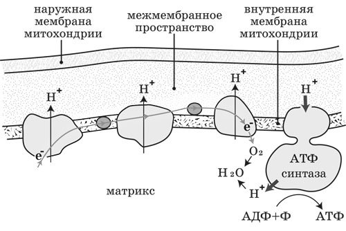 Ииссиидиология. Основы. Том 5 - _4.jpg