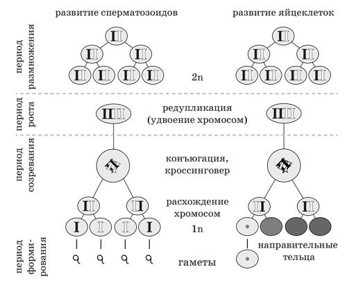 Ииссиидиология. Основы. Том 5 - _5.jpg