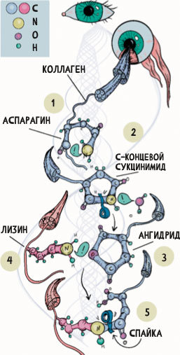 Open Longevity. Как устроено старение и что с этим делать - i_013.jpg