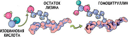 Open Longevity. Как устроено старение и что с этим делать - i_014.jpg