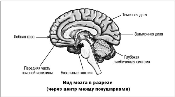 Измени свой мозг – изменится и тело! - i_010.jpg