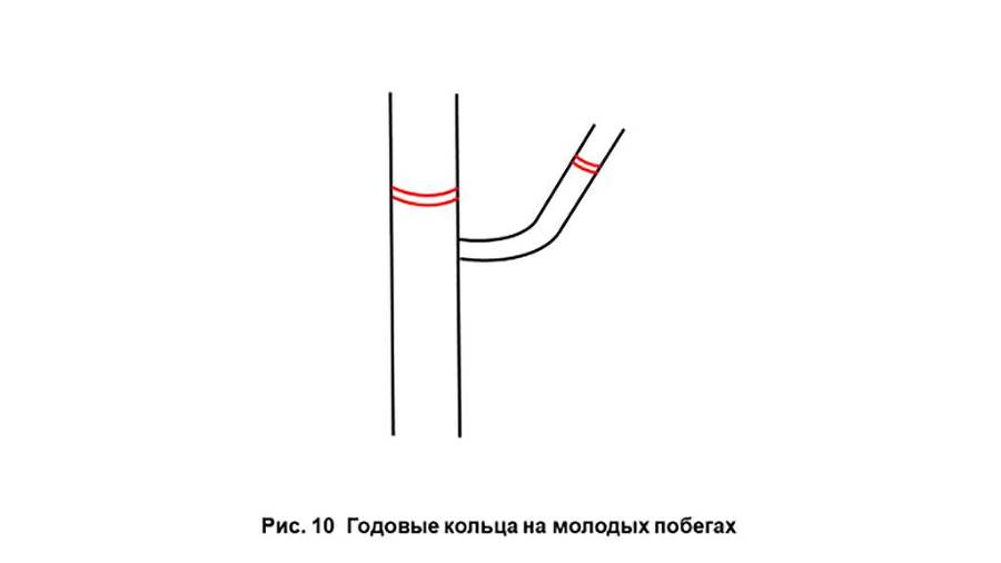 Благоустройство и озеленение: рекомендации к применению - _11.jpg