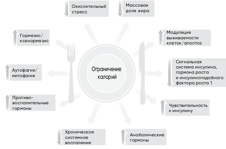 Код долголетия. 12 понятных и доступных способов сохранить здоровье, ясность ума и привлекательность на долгие годы - i_006.png