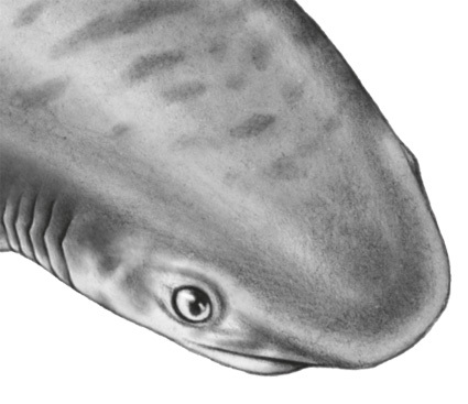 Водный заговор - i_016.jpg