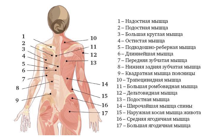 Тейпирование тела. Как избавиться от проблемных зон без спорта и диет - i_007.jpg