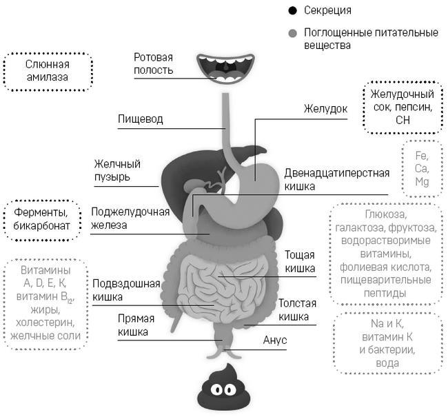 Микробы внутри нас. Как поддерживать баланс микрофлоры кишечника для идеального пищеварения и крепкого иммунитета - i_006.jpg