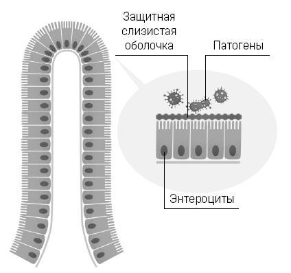 Микробы внутри нас. Как поддерживать баланс микрофлоры кишечника для идеального пищеварения и крепкого иммунитета - i_011.jpg