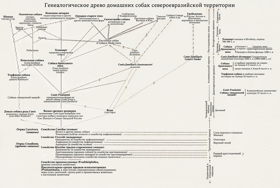 Немецкая овчарка в описании с иллюстрациями. Часть I из III: Овчарки и пастушьи собаки, их происхождение и родство - i_010.jpg