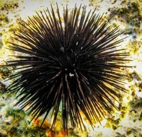 Морской волчонок (с иллюстрациями). Перевод Л. В. Рубинштейн, Н. И. Яньков. - Screenshot_2.jpg