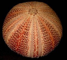 Морской волчонок (с иллюстрациями). Перевод Л. В. Рубинштейн, Н. И. Яньков. - rakovinamorskogoezha.jpg