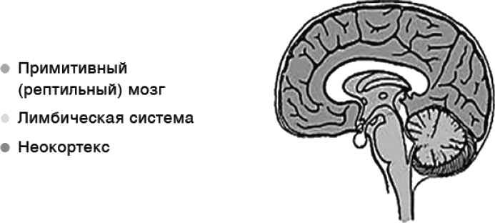 Саморегуляция. Как помочь ребенку (и себе) справляться со стрессом - i_003.png