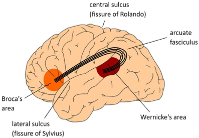 Язык и мозг. Нейробиология раскрывает главную тайну человека - _1.jpg
