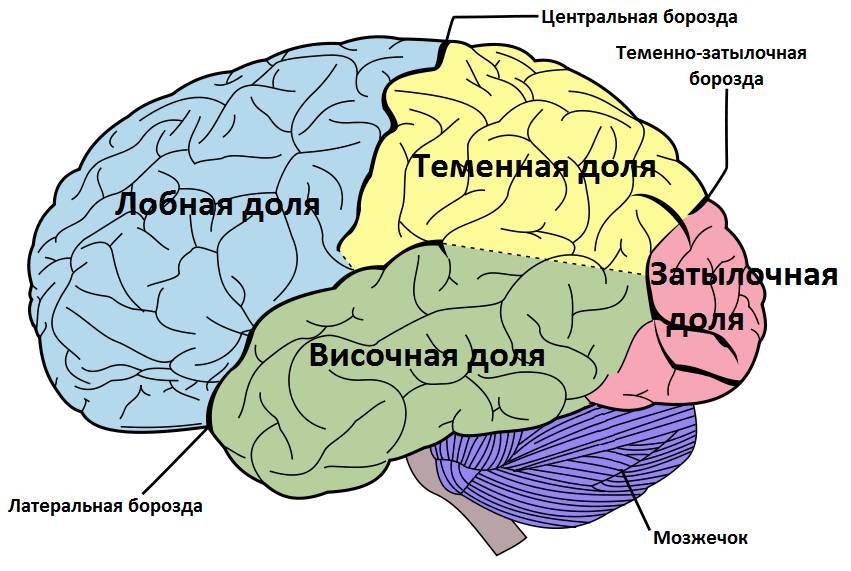 Язык и мозг. Нейробиология раскрывает главную тайну человека - _2.jpg
