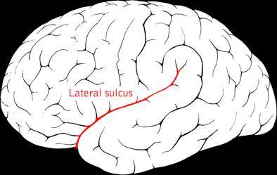Язык и мозг. Нейробиология раскрывает главную тайну человека - _3.jpg