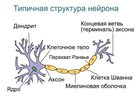 Язык и мозг. Нейробиология раскрывает главную тайну человека - _4.jpg