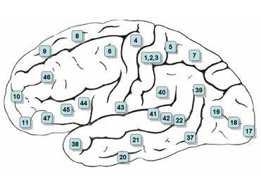 Язык и мозг. Нейробиология раскрывает главную тайну человека - _8.jpg
