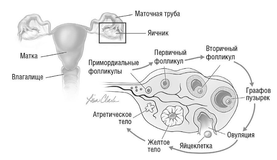 Менопауза. Как оставаться здоровой и сексуальной - i_006.jpg