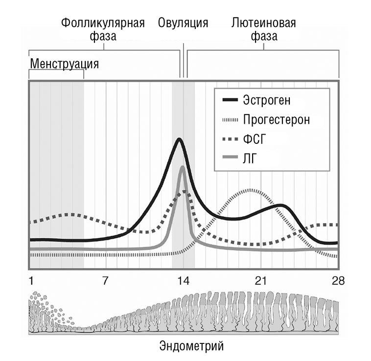 Менопауза. Как оставаться здоровой и сексуальной - i_007.jpg