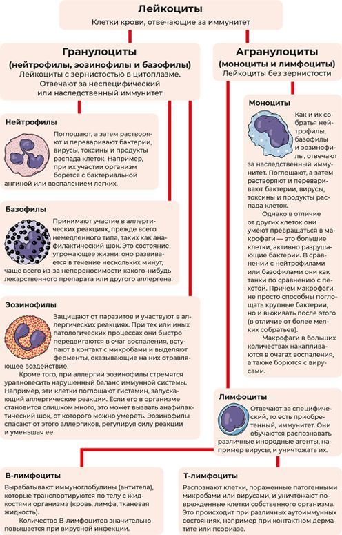 Пять литров красного. Что необходимо знать о крови, ее болезнях и лечении - i_005.jpg