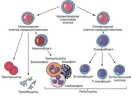 Пять литров красного. Что необходимо знать о крови, ее болезнях и лечении - i_016.jpg