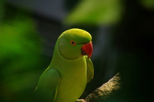 Сатирические формулы - popugai.jpg