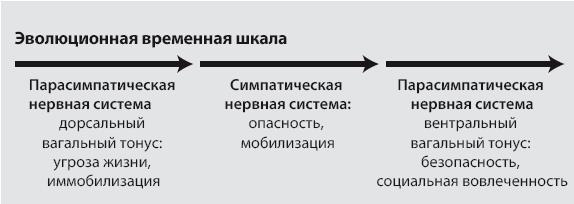 Поливагальная теория. Использование блуждающего нерва в работе с детской психотравмой - i_003.jpg