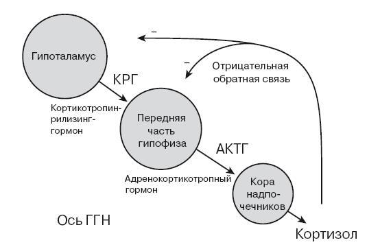 Поливагальная теория. Использование блуждающего нерва в работе с детской психотравмой - i_004.jpg