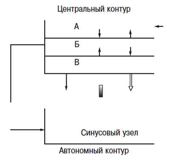 Сердце спортсмена. Актуальные проблемы спортивной кардиологии - i_010.jpg