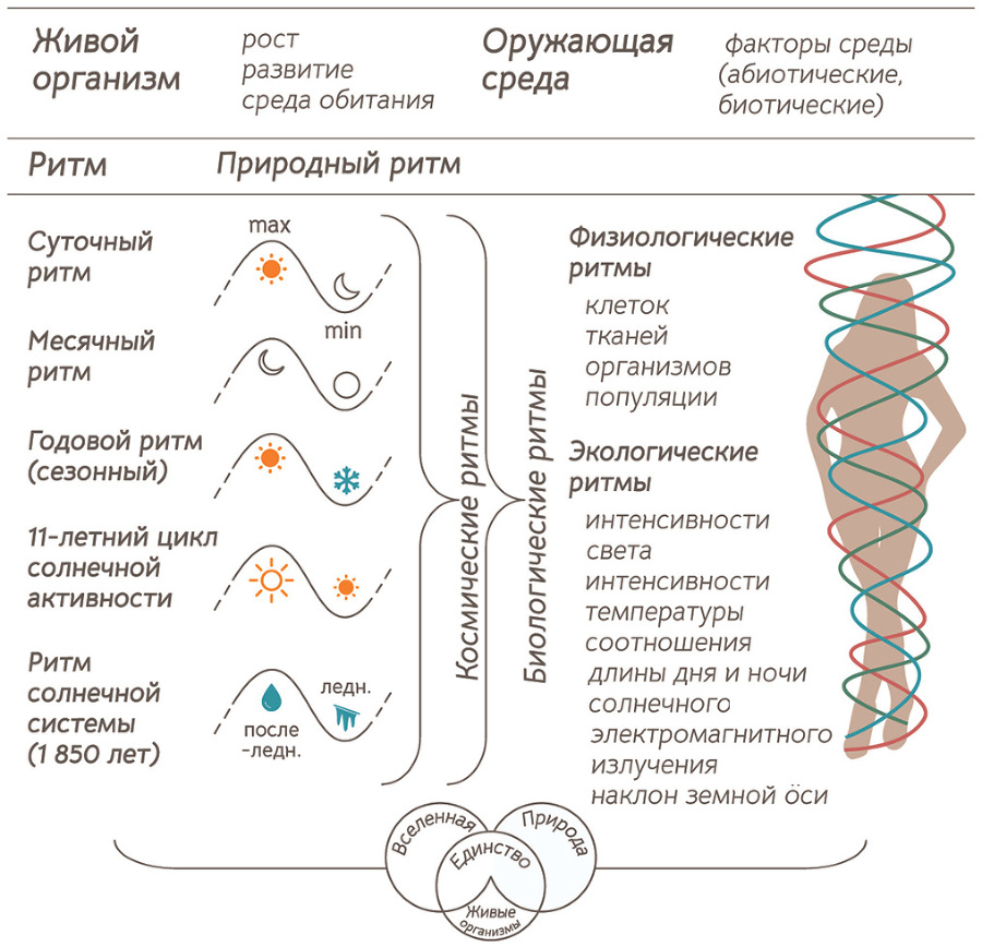 Биохакинг по-женски. Как запустить программу снижения биологического возраста - i_001.jpg