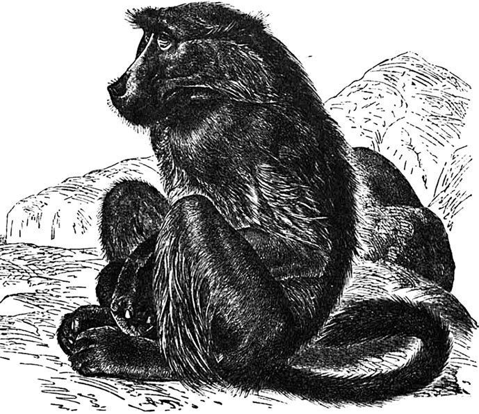 Жизнь животных. Большая иллюстрированная энциклопедия - i_015.jpg