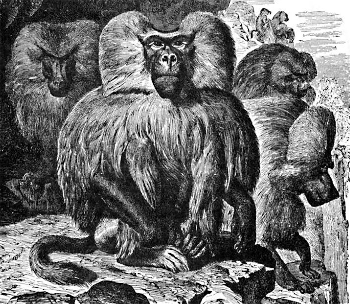 Жизнь животных. Большая иллюстрированная энциклопедия - i_016.jpg