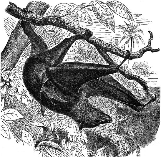 Жизнь животных. Большая иллюстрированная энциклопедия - i_023.jpg