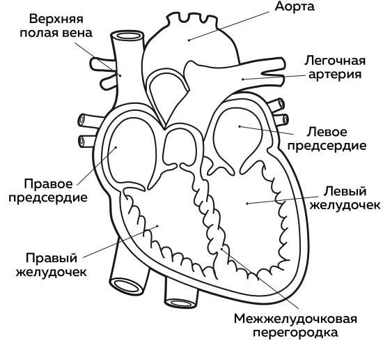 Ешь больше, тренируйся меньше, выгляди лучше! - i_004.jpg