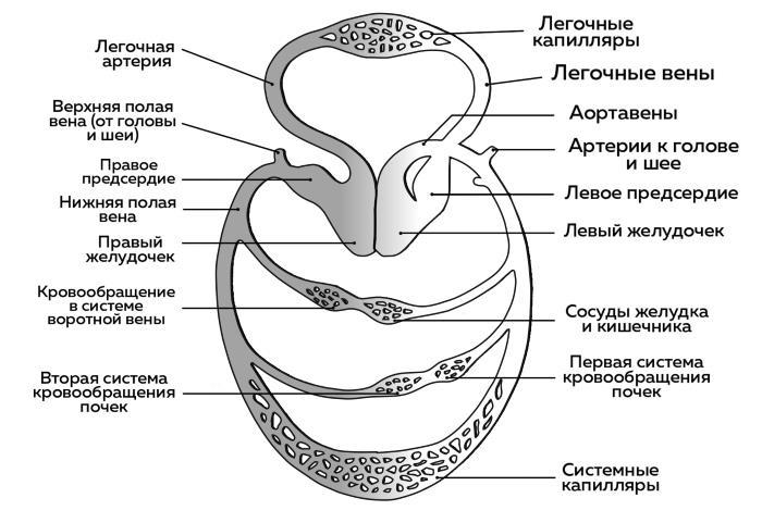 Ешь больше, тренируйся меньше, выгляди лучше! - i_005.jpg