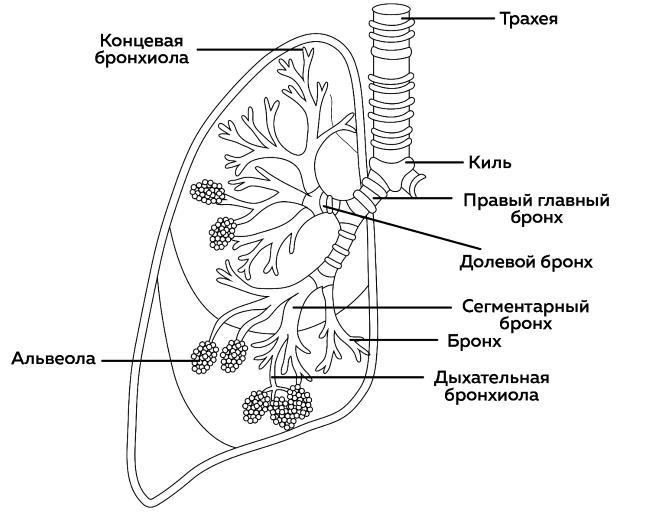 Ешь больше, тренируйся меньше, выгляди лучше! - i_006.jpg