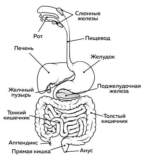 Ешь больше, тренируйся меньше, выгляди лучше! - i_007.jpg