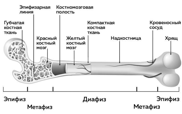 Ешь больше, тренируйся меньше, выгляди лучше! - i_009.jpg