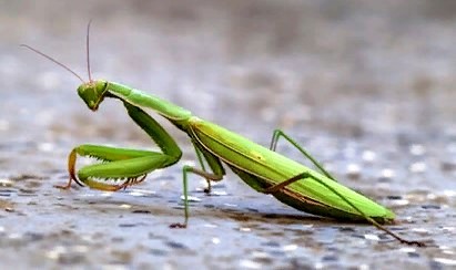 Птица-хохотунтья. - Bogomolt_19.jpg