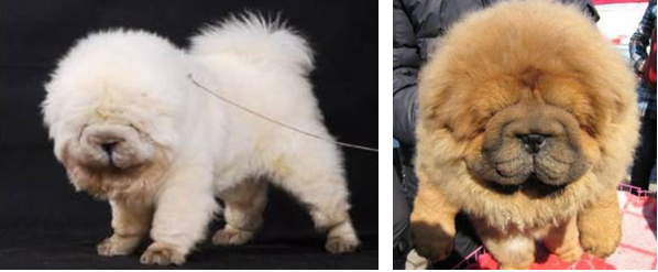 #чаучаумойвыбор - img_10.png