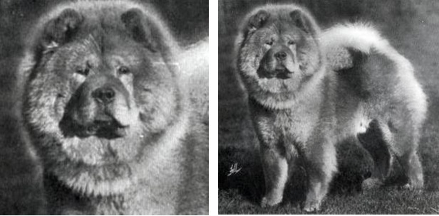 #чаучаумойвыбор - img_12.jpeg