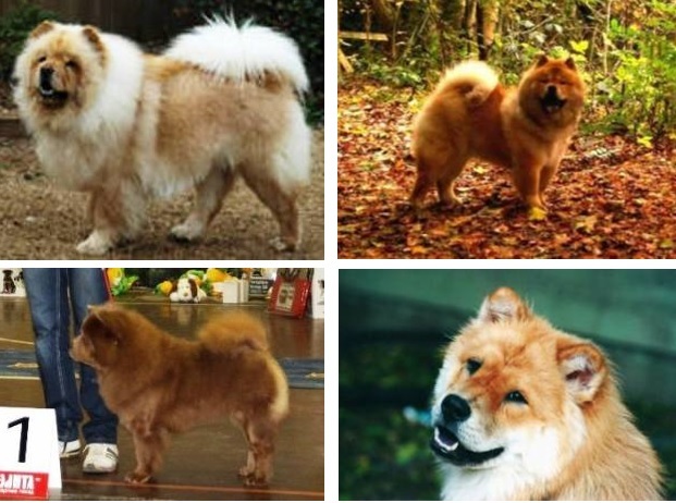 #чаучаумойвыбор - img_11.jpeg