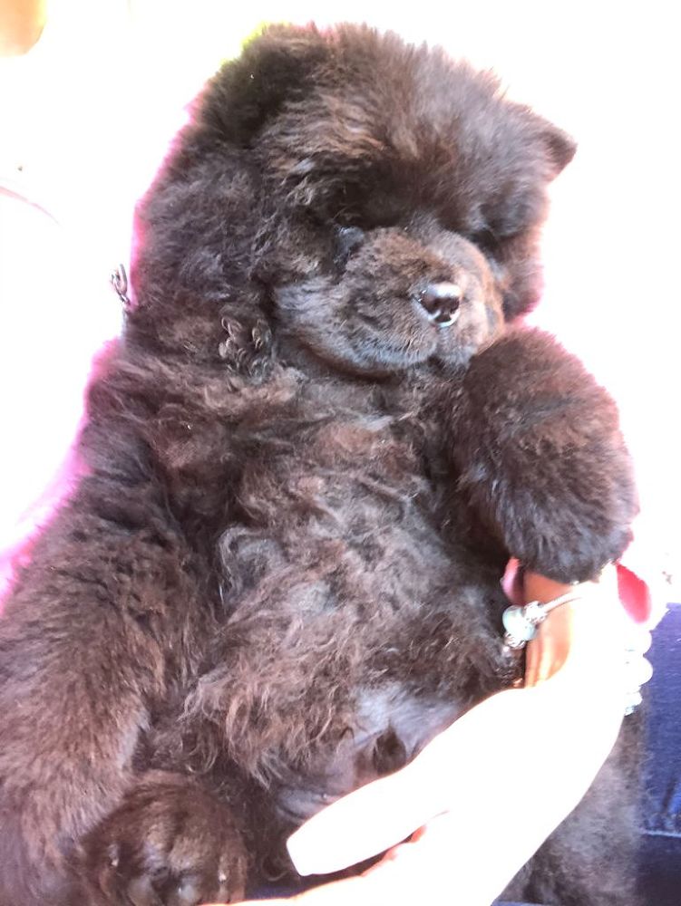 #чаучаумойвыбор - img_4.jpeg