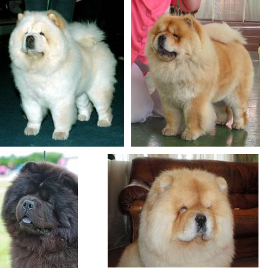 #чаучаумойвыбор - img_9.png