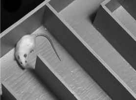 Преображение жизни силой смыслов. Путь могущества человека - i_012.jpg