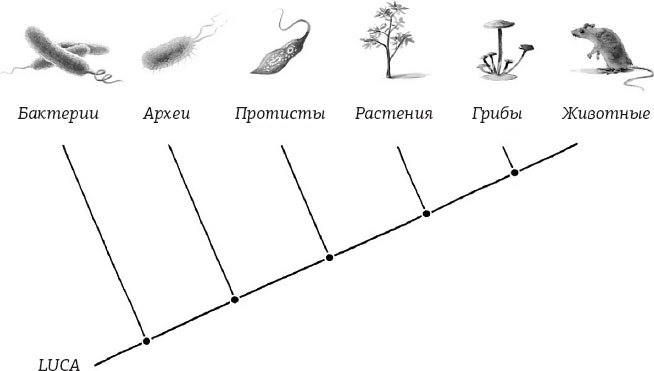 Умный и сознающий. 4 миллиарда лет эволюции мозга - i_008.jpg