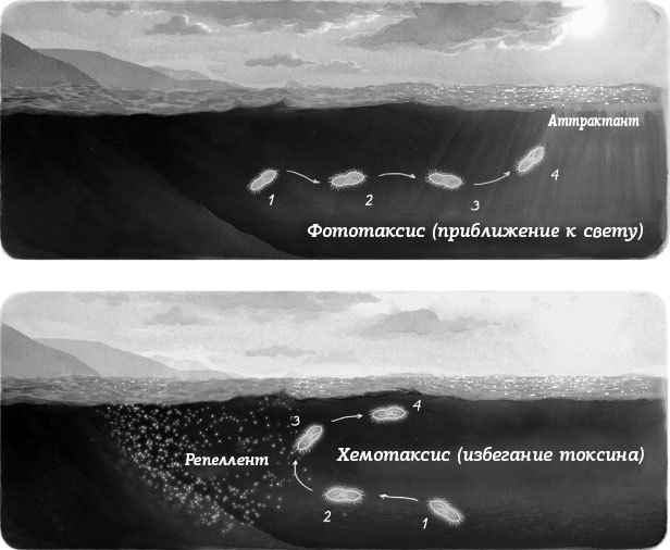 Умный и сознающий. 4 миллиарда лет эволюции мозга - i_012.jpg