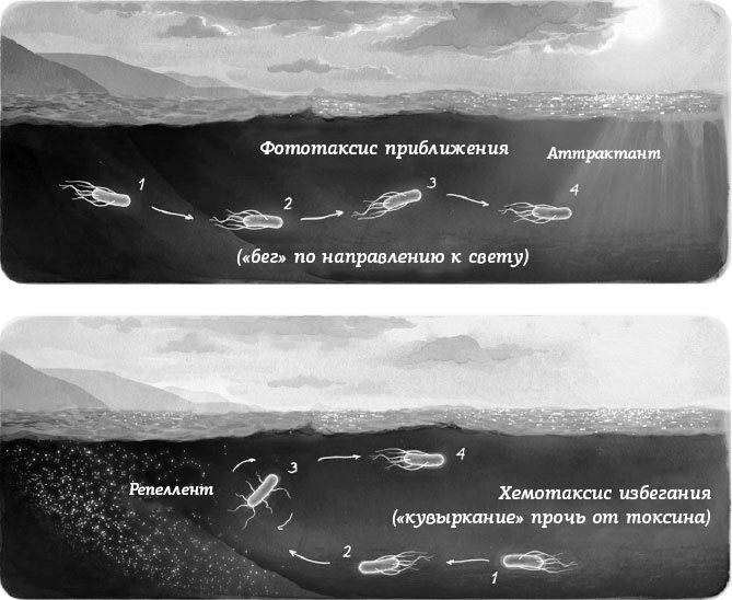 Умный и сознающий. 4 миллиарда лет эволюции мозга - i_014.jpg