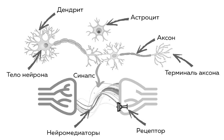 Мозг. Советы ученого, как по максимуму использовать самый совершенный в мире орган - i_002.jpg