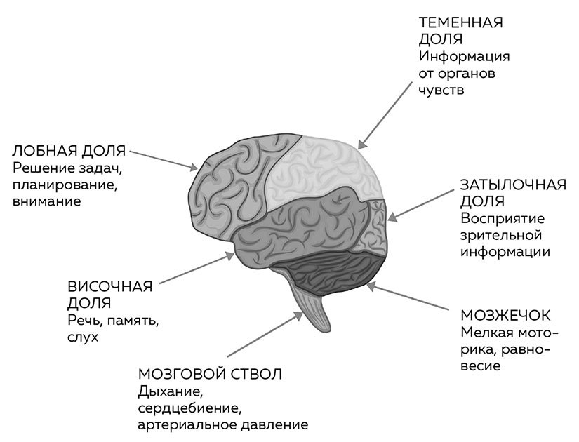 Мозг. Советы ученого, как по максимуму использовать самый совершенный в мире орган - i_003.jpg